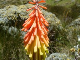 Kniphofia ritualis 